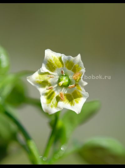 Перец острый Brazilian Starfish (Бразильская Морская Звезда), 10 шт