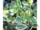 Фикус Джулия / Моклэйм вариегатный / ficus Giulia