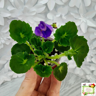 LV-Дудочка и Кувшинчик (Л. Шевелева) 2025 г. трейлер (детка сорт)