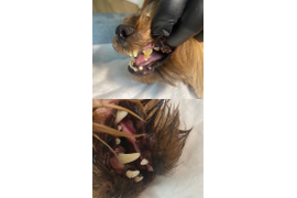 Стоматология