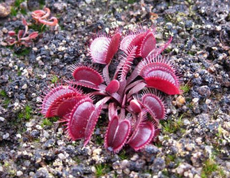 Dionaea muscipula Petite Dragon