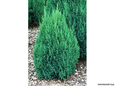 Можжевельник китайский Стрикта купить в Москве