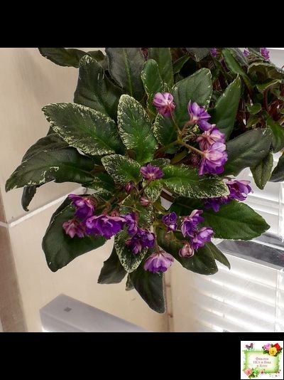 Senk's Azalea Trail (R.Follett/D.Senk) (9845) 01/30/2008 трейлер