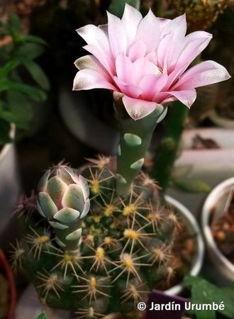 Gymnocalycium affine VG-1326 - 5 семян