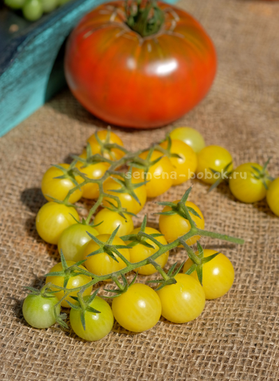 Томат Lotte's Lime (Лайм Лотте), 10 шт