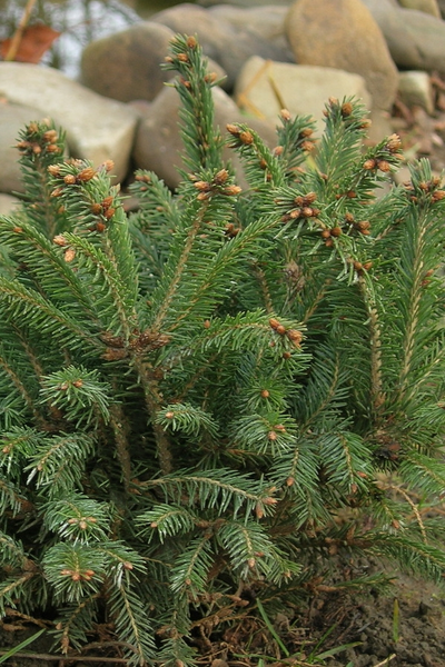 Ель обыкновенная Barryi