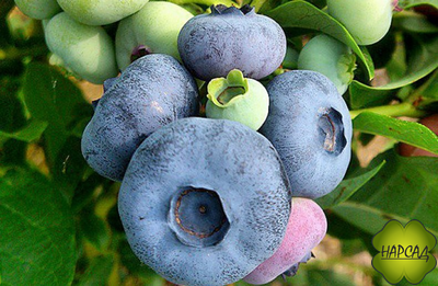 ГОЛУБИКА "ПАТРИОТ" (ОЧЕНЬ СЛАДКАЯ, ВЫСОКОРОСЛАЯ, СРЕДНЕРАННЯЯ) саженец 2 года