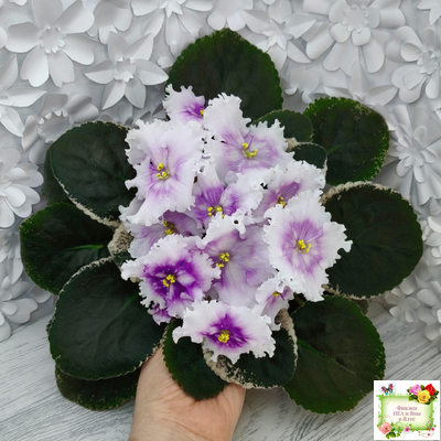 Dn-Дух Різдва (Д. Денисенко) 2020 г.