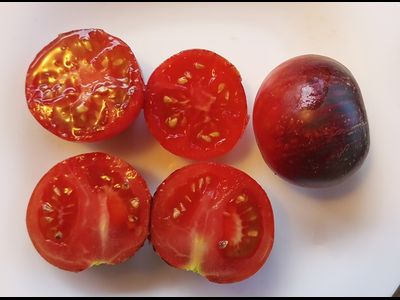 Томат Гондвана молния (Dwarf Gondwana Lightning)