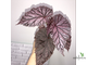 Бегония Tingley Mallet / Begonia incarnata var. purpurascens х Begonia Eldorado