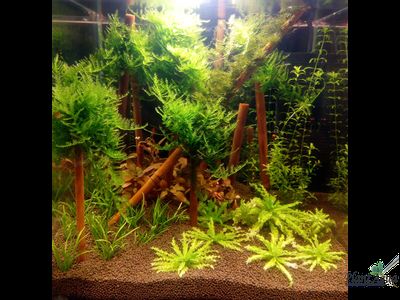 Бамбук декоративный для наращивания мхов