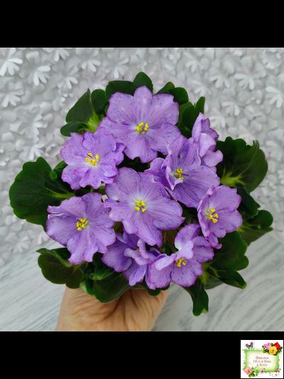 АВ-Девочка с Севера (Фиалковод) 2021 г.