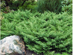 Можжевельник казацкий Rockery Gem, C2