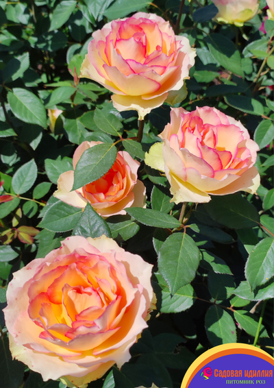 Джалита (Jalitah)