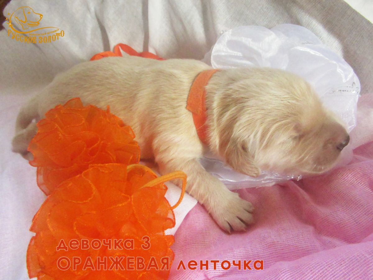 РЗ Шанти Ивина, девочка оранжевая ленточка, 5 дней