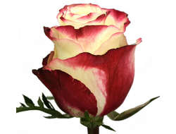 Розы Свитнес Нежно-розовые (до 50 см) Эквадор