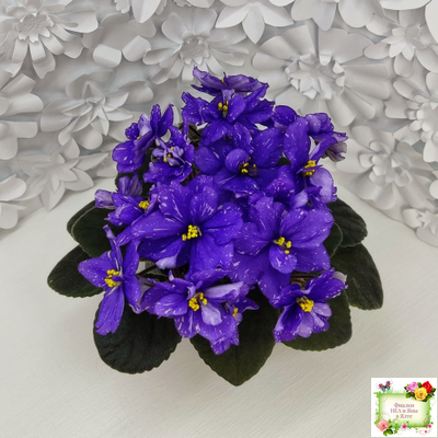 Н-Млечный Путь (Н. Бердникова)