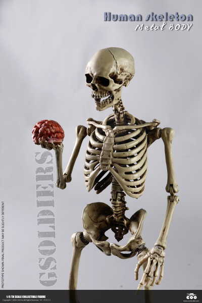 Человеческий скелет Коллекционная ФИГУРКА 1/6 scale THE HUMAN SKELETON DIECAST ALLOY BS011 COOMODEL