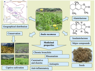 Девясил кистевидный (Inula racemosa) корень, 1 г - 100% натуральное эфирное масло