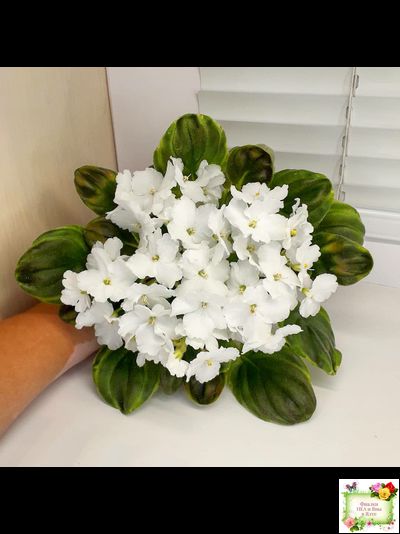 OS-Джунгарик (С.Осипова) (клакамас с кроновой пестролистностью)