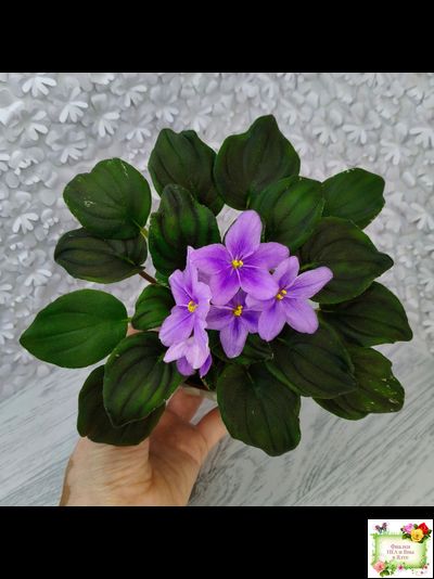 LV-Астемир (Л. Шевелева) 2025 г. трейлер (пестролистный клакамас)