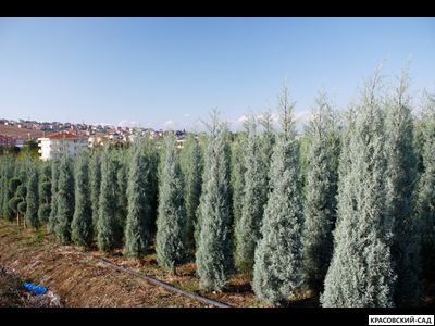Кипарис Аризонский - Cupressus arizonica