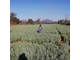 Полынь бледная, Давана (Artemisia pallens) 5 г - 100% натуральное эфирное масло