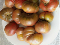 Томат гном Серый металлический пистолет (Gun Metal Grey)