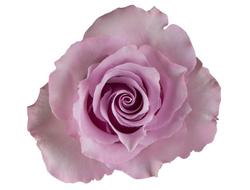 Розы немецкой селекции