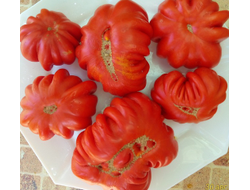 Томат Лев минусинский