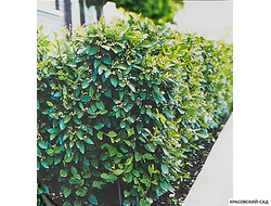 Кизильник блестящий - Cotoneaster lucidus