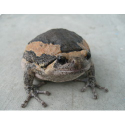 Лягушка украшенная бычья (Kaloula pulchra)