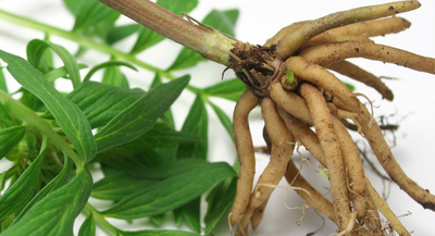 Корни валерианы, компонент чая Волгаладь №3