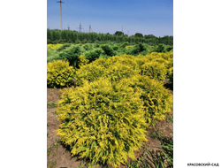 Туя Голден Глоб - Golden Globe