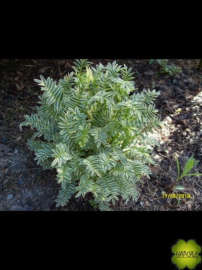 Синюха пестролистная "Брайс де Анжу"