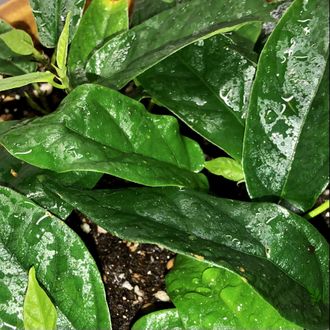 FICUS SAGITTATA ‘Big green leaf’ / ФИКУС САГИТТАТА ЗЕЛЕНЫЙ КРУПНОЛИСТНЫЙ