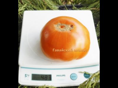 Томат Гавайский ананас (Hawaiian Pineapple)