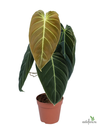 Philodendron Melanochrysum / Филодендрон Меланохризум