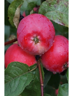 Яблоня  Брусничное (раннеосен.)