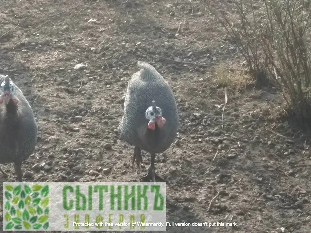 Купить цесарку от фермера