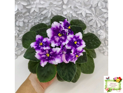 МТ-Свет Кометы (М. Тотиева) 2022 г.