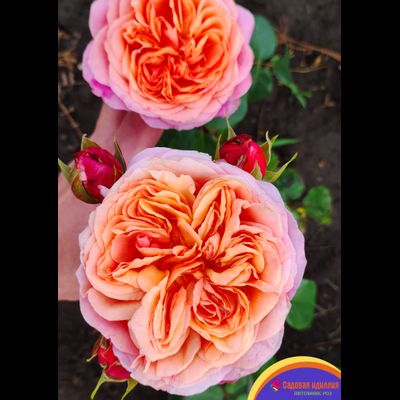 Викторианский Секрет (Victorian Secret)