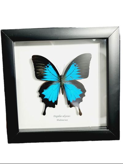 Парусник Улисс № 1296