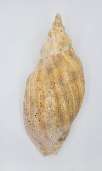 ADELOMELON BECKII, Волюта, Аделомелон Бекки, морская, ракушка, раковина, океаническая, моллюск, shel