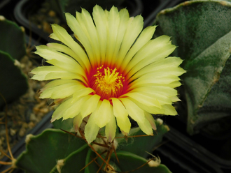 Astrophytum niveum f.albispinum - 10 семян