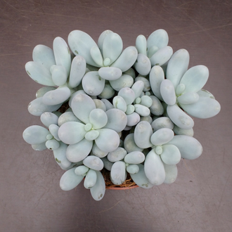 Pachyphytum oviferum