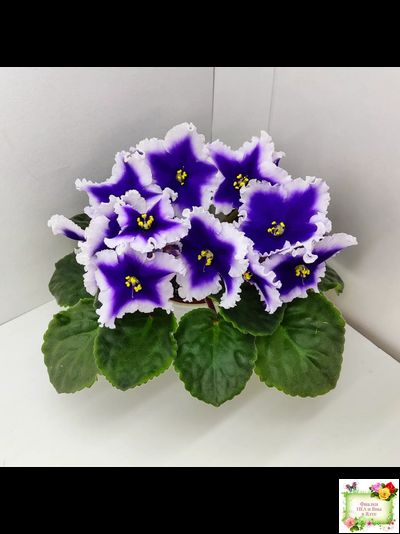 Dn-New Star (Д. Денисенко) 2019 г.