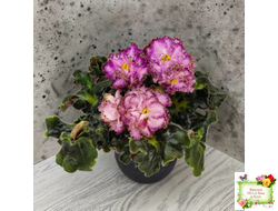 ЛЕ-Пряная Корица (Е. Лебецкая) 2020 г.