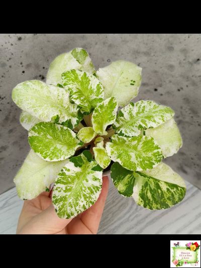 КНН-Крокус химерный спорт по листу