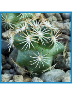 Coryphantha obscura SB 714
